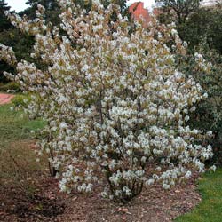 Amelanchier do Canad